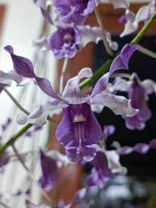 Dendrobium Neno Beauty