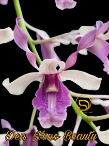 Dendrobium Neno Beauty