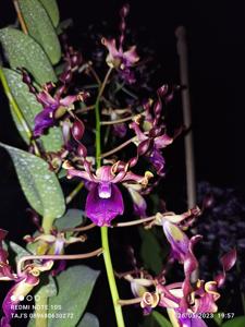 Dendrobium Pride of Nusada