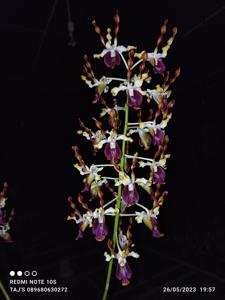 Dendrobium Pride of Nusada