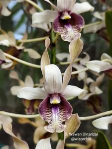 Dendrobium Wawan Oktariza