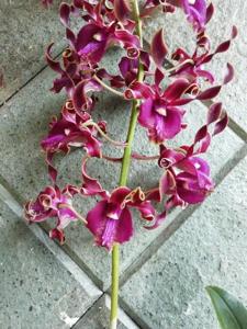 Dendrobium Feira