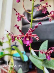 Dendrobium Feira