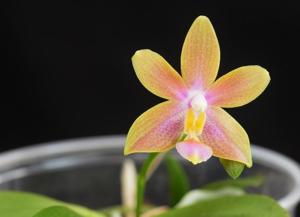 Phalaenopsis Sankt Hansorm