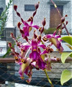 Dendrobium Dr Ririe Rengganis