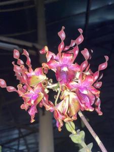 Dendrobium Dr Ririe Rengganis