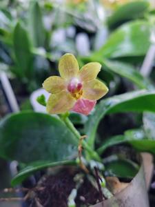 Phalaenopsis Samarian Sunset