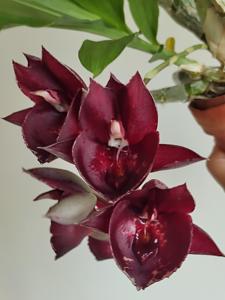 Catasetum Memoria Maria Graziani