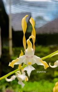 Dendrobium Gamalama