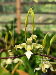 Dendrobium Gamalama