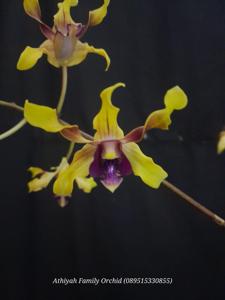 Dendrobium Rossa Lita