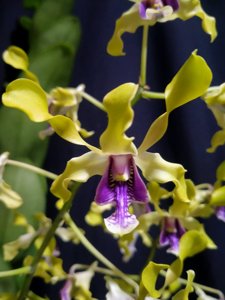 Dendrobium Rossa Lita