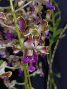 Dendrobium Rossa Lita