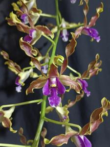 Dendrobium Rossa Lita