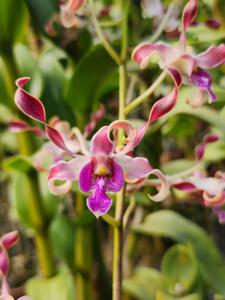 Dendrobium Rossa Lita