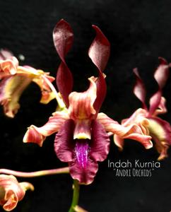 Dendrobium Indah Kurnia