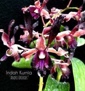 Dendrobium Indah Kurnia