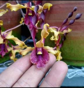 Dendrobium Indah Kurnia