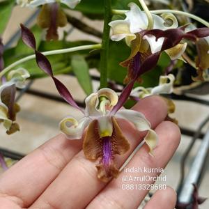 Dendrobium Indah Kurnia