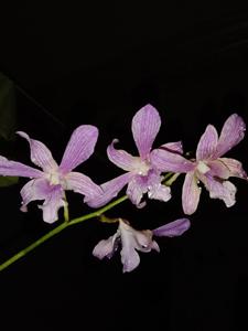 Dendrobium Tericya Imaningrum