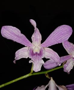 Dendrobium Tericya Imaningrum