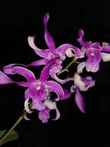 Dendrobium Tericya Imaningrum