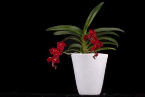 Sarcochilus Imagine