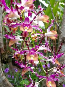 Dendrobium A.Supriatna