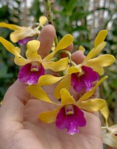 Dendrobium Cassanova