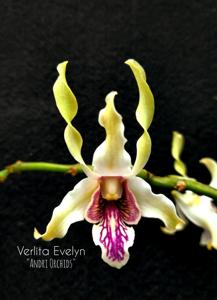 Dendrobium Verlita Evelyn