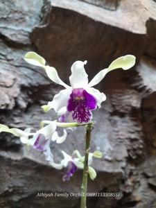 Dendrobium Verlita Evelyn