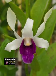 Dendrobium Verlita Evelyn