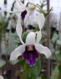 Dendrobium Verlita Evelyn