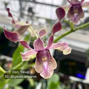 Dendrobium Sasaji