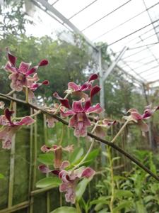 Dendrobium Sasaji