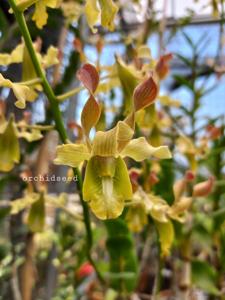 Dendrobium Sasaji