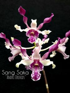 Dendrobium Sang Saka