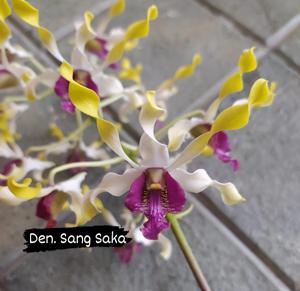 Dendrobium Sang Saka