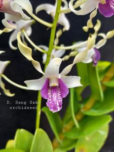 Dendrobium Sang Saka