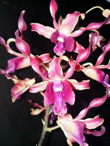 Dendrobium Wisanggeni