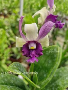 Dendrobium Early Zahra Treesyazalea