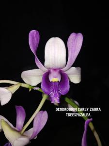 Dendrobium Early Zahra Treesyazalea