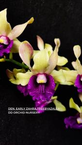 Dendrobium Early Zahra Treesyazalea