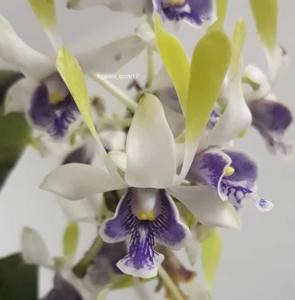 Dendrobium Vita Dewi