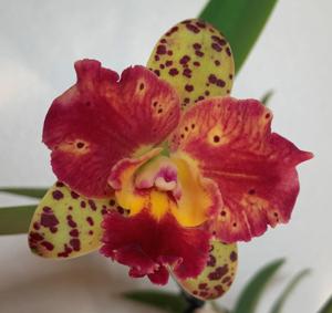 Cattleya Cosmic Future