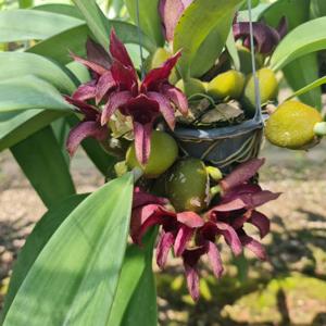 Bulbophyllum Pride of Papua