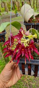Bulbophyllum Raksasa