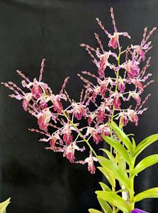 Dendrobium Magenta's Twister