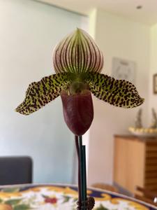 Paphiopedilum Lorenzo Agnes