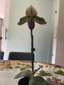 Paphiopedilum Lorenzo Agnes